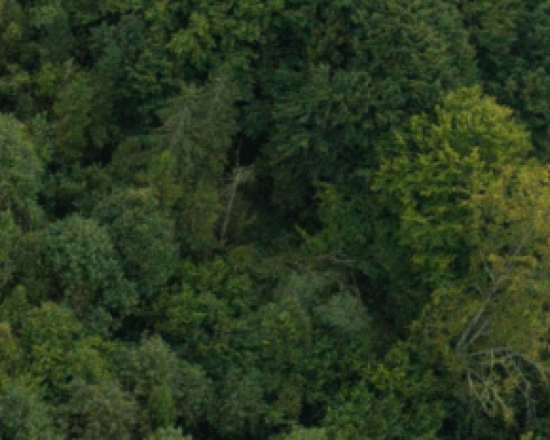 VO green banner